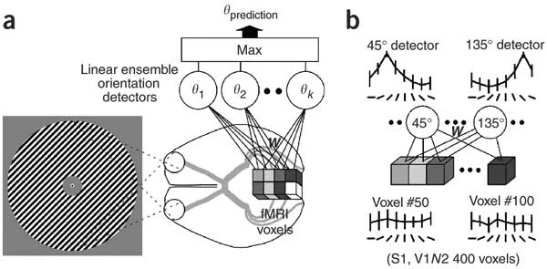 This image shows the architecture of Kamitani et al’s experimental setup